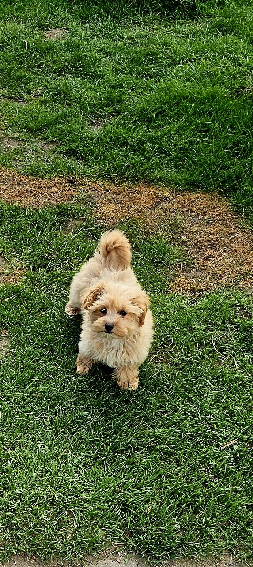 Maltipoo suczka mini 3 msc