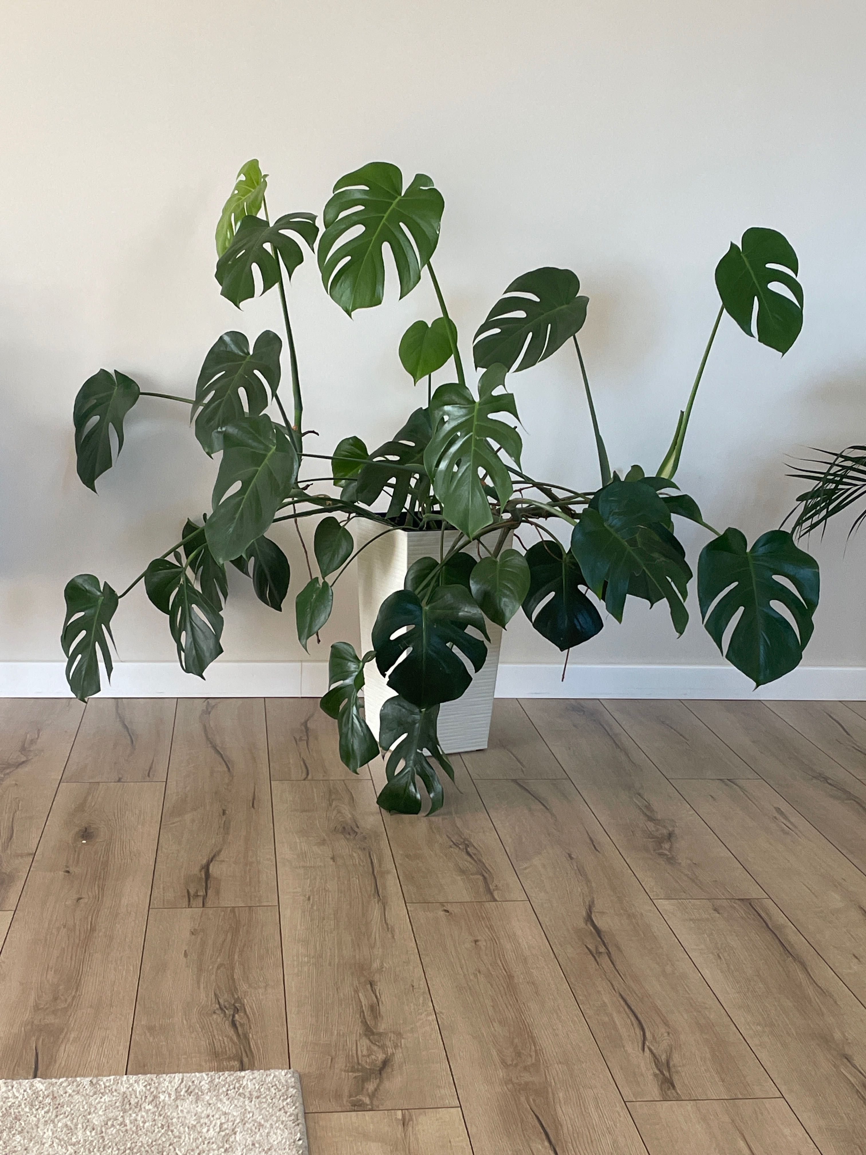 Kwiat monstera DUŻA