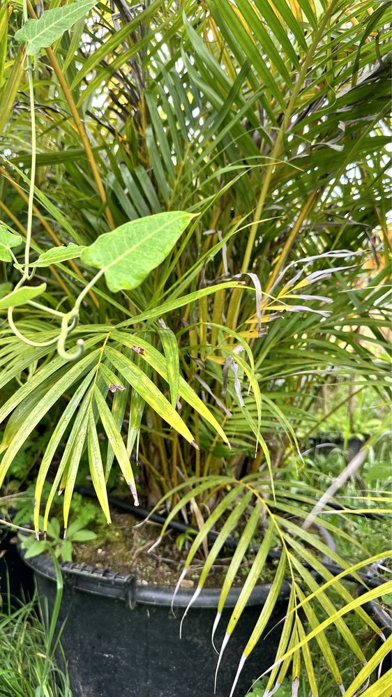 PALMEIRA-ARECA *Dypsis lutescens*