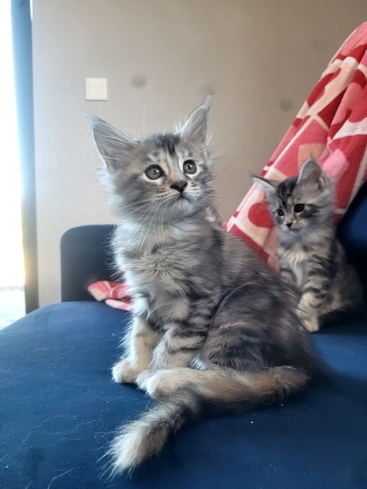 Kotka ETNA srebrna szylkretka Maine Coon