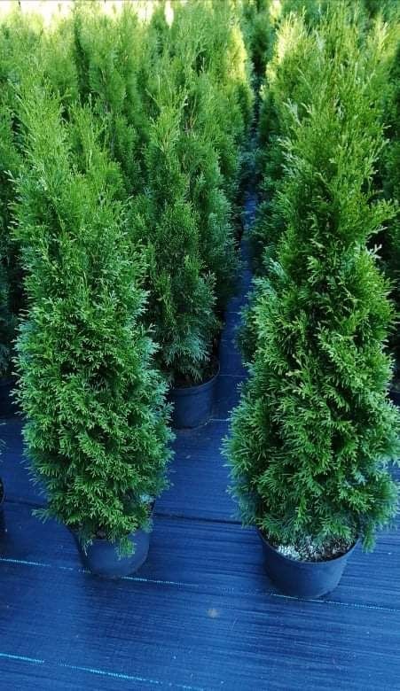 TUJA (Thuja) SZMARAGD 120-130cm C7.5L