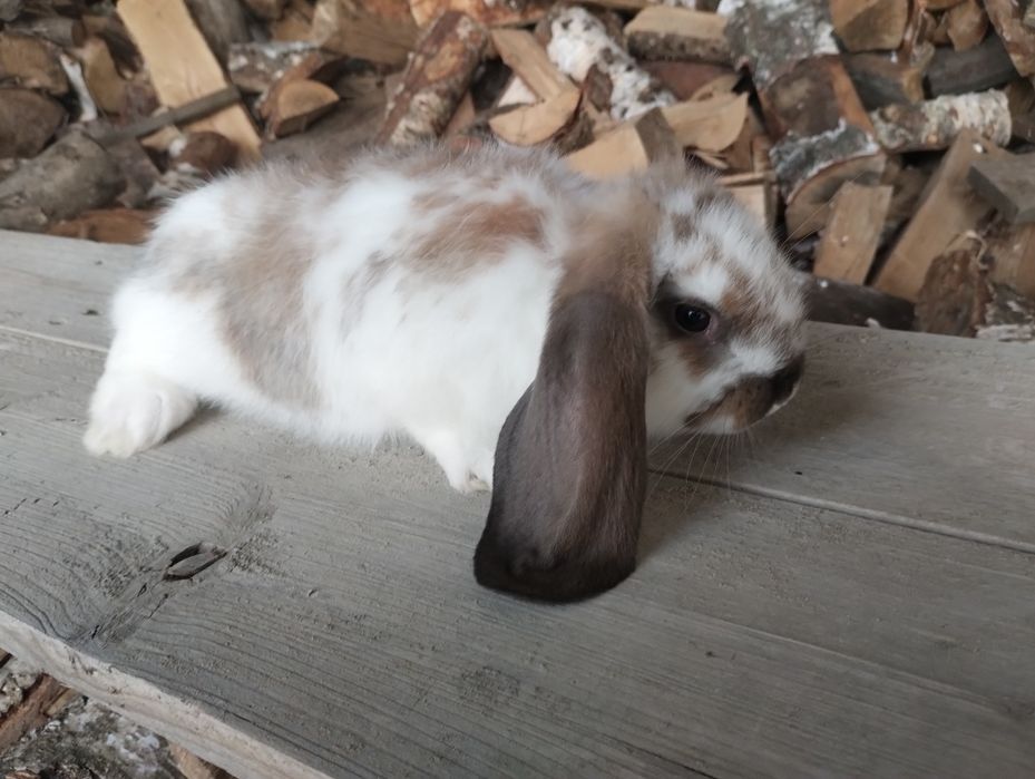 Sprzedam młode barany francuskie różne kolory