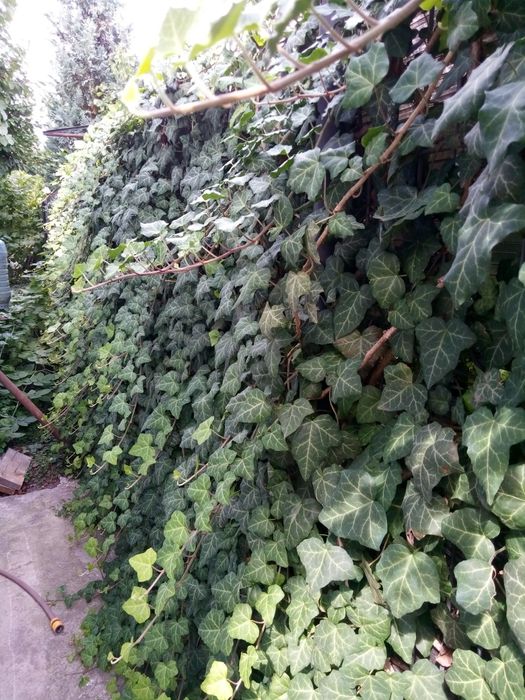Гілки  плюща  КРАСИВІ по 1-2м