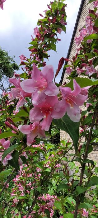 Вейгела рожева, саджанці.