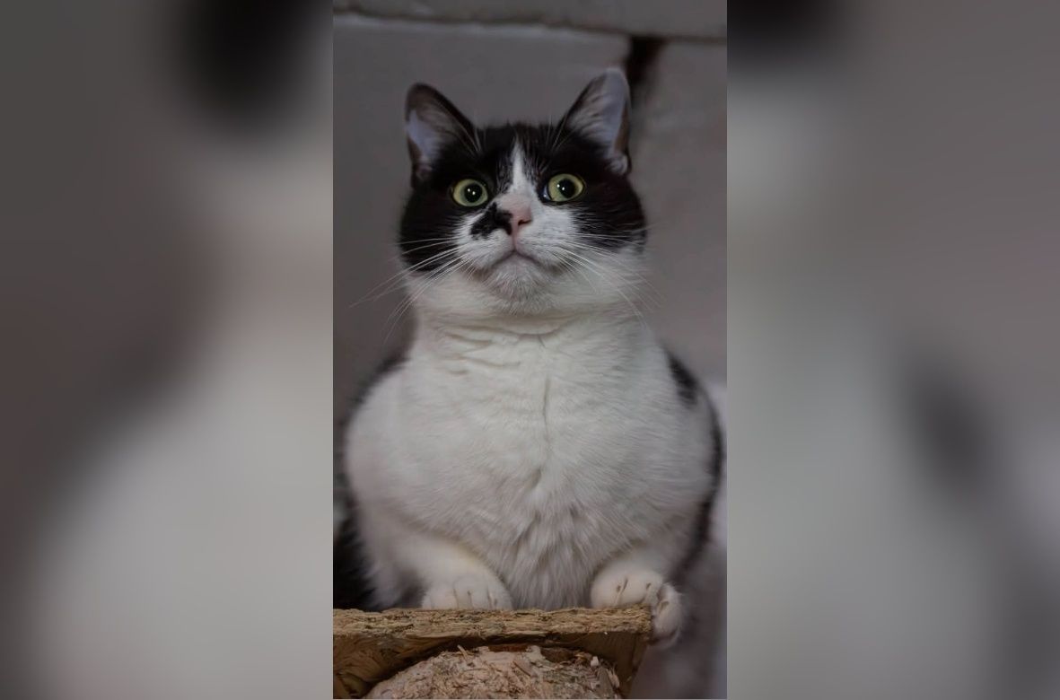 Kochana kotka Sasanka szuka domu!