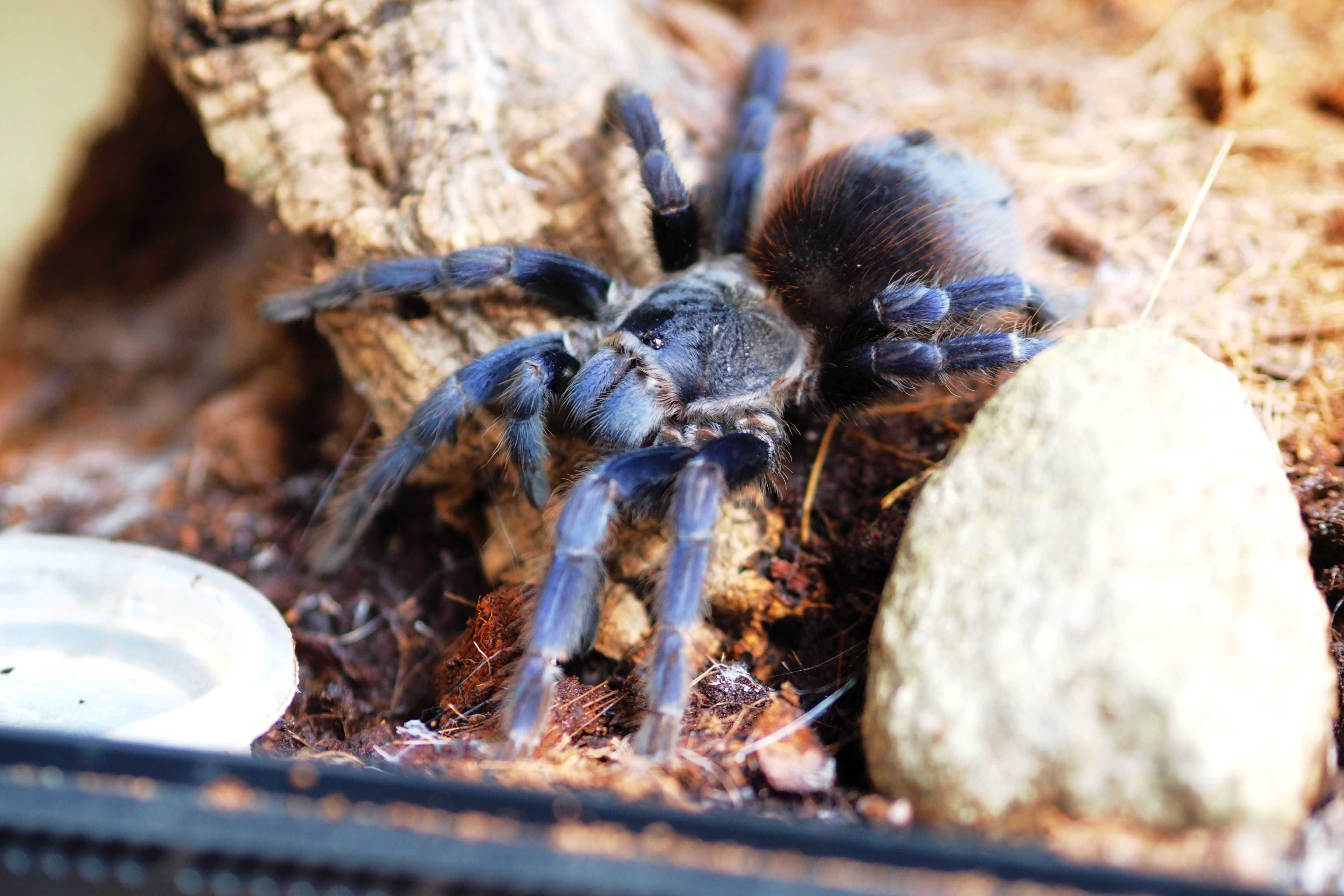 L.sazimai, dorosła samica z terrarium, ptasznik, P.sazimai