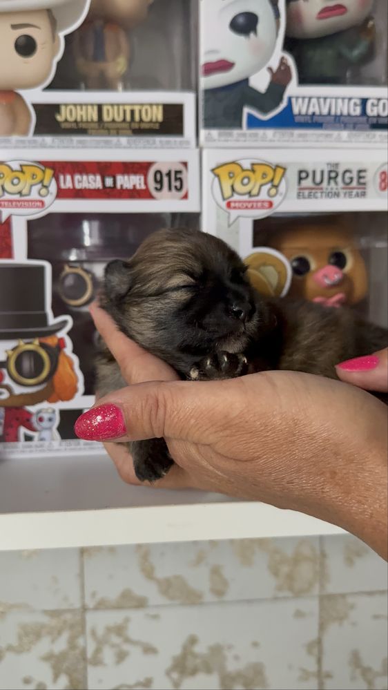 Szpic miniaturowy pomeranian dziewczynka