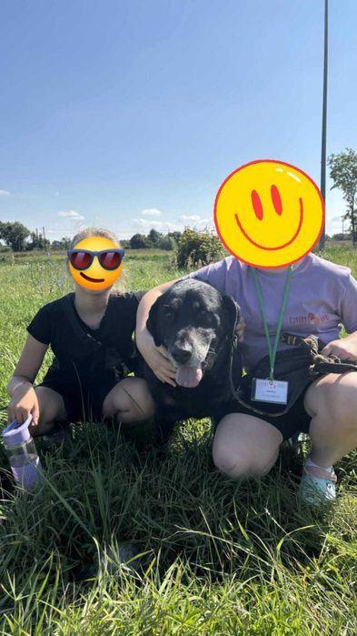 Saba rottweilerka do adopcji