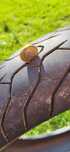 Opona dunlop mutant 120.70.17
