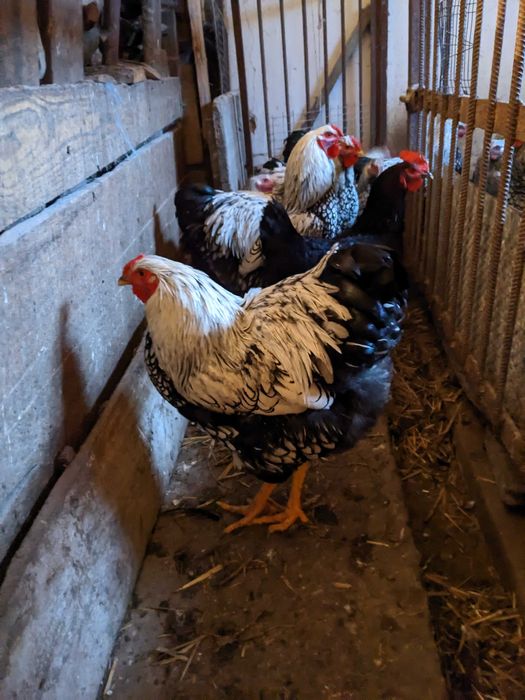 Продам кури Віандот срібло Дубно Рівненська