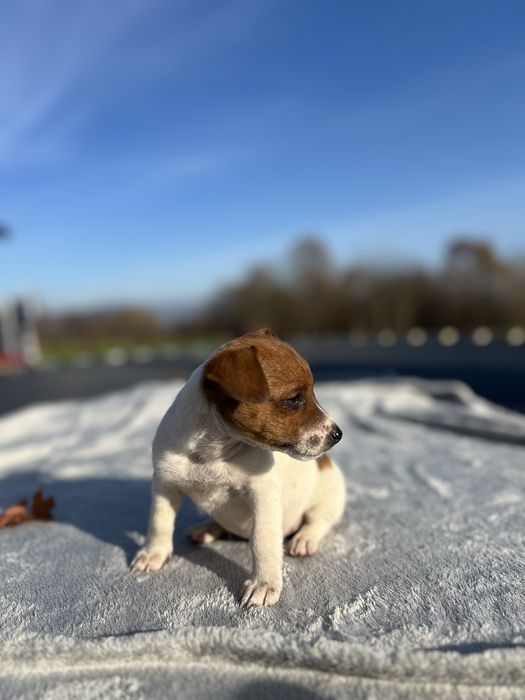 Щеночки Джек Рассел