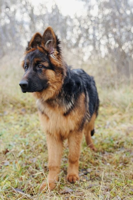 7-miesieczny Takos szuka domu