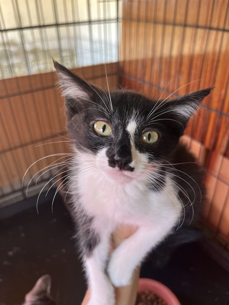 Didi- Um obra de arte num gato!