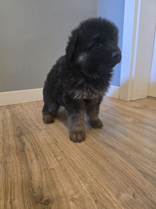 Owczarek niemiecki - piesek