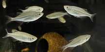 Danio Malabarskie - Tina Zoo Gliwice Jasna