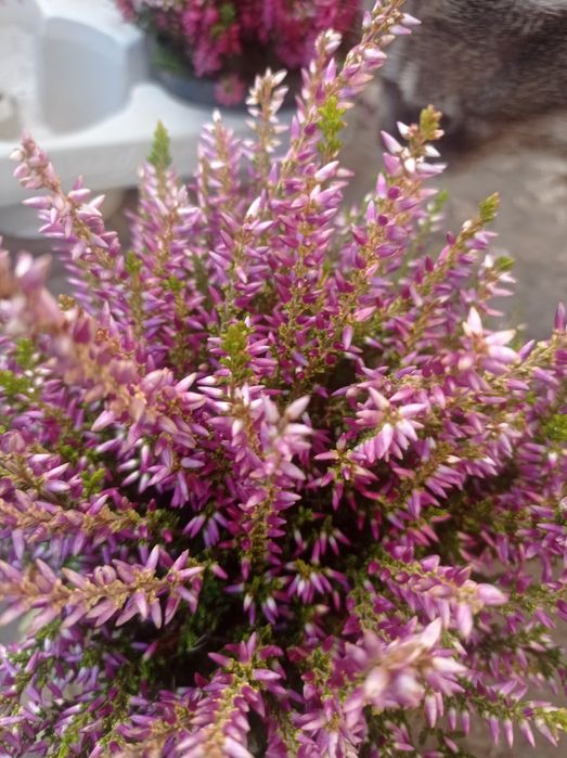 Вереск цветущий.