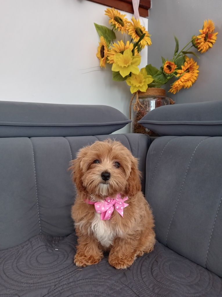 Suczka Maltipoo F1