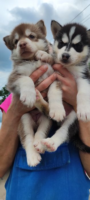 Класні чистокровні малюки