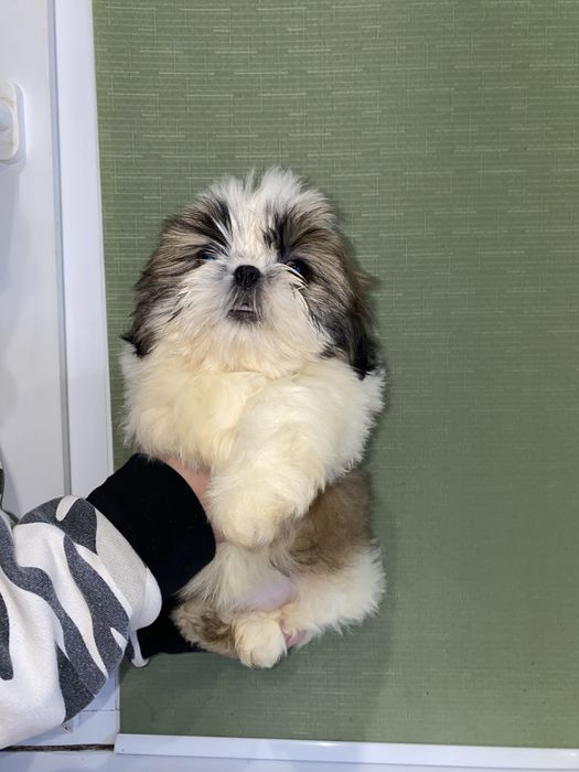 Шикарна леді з документами