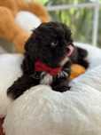 Shih tzu Czekolad z genem pełny rodowód ZHPR UCI  gotowy do odbioru