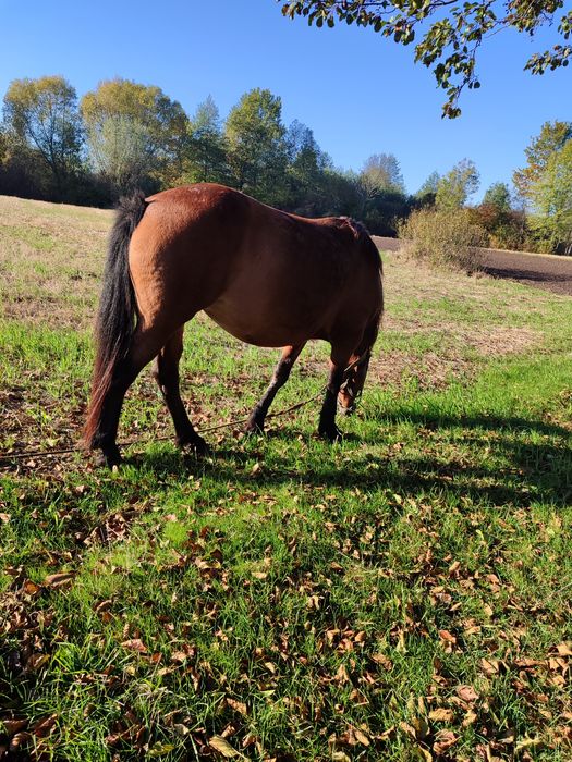 Молода робоча кобила