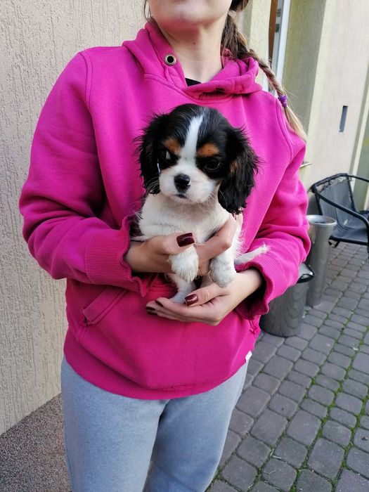 Cavalier King Charles Spaniel Dziewczynka tricolor z RODOWODEM VIP