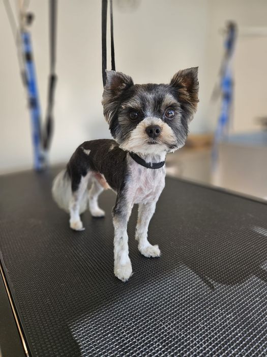 Maleńki Yorkshire terrier biewer - piesek