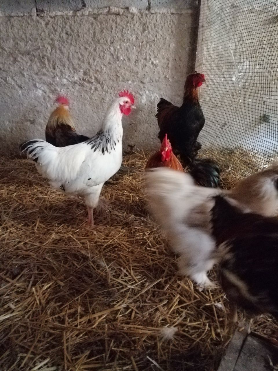 Kogut koguty silki czubatki różne rasy