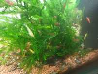 Krewetki red cherry do akwarium