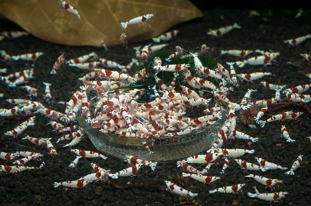 Krewetki Crystal Red PRL linia Benibachi SS + gratis