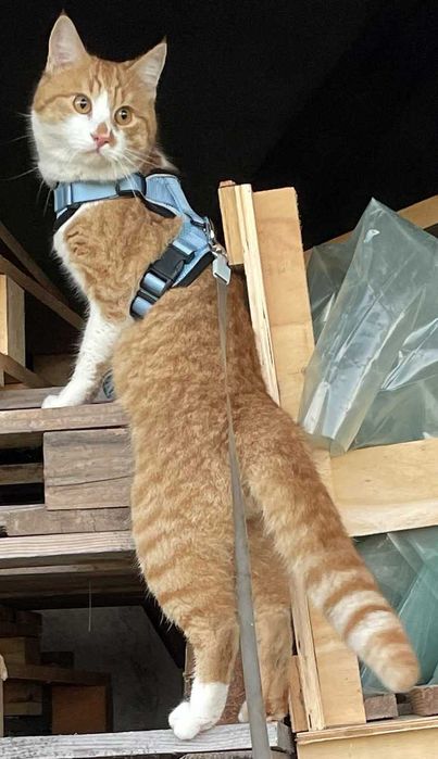 Zaginął Kot Rudo Biały młody kocurek Grzymalin Poszukiwany