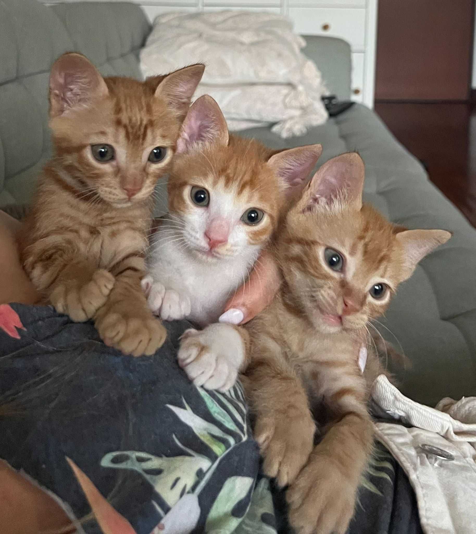 Gatinhos amarelos com 2 meses para adoção responsável