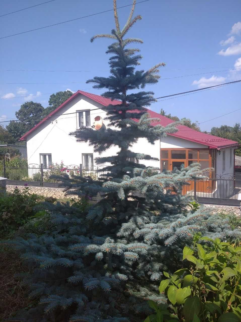 Ялина (Голуба) для декору та саду