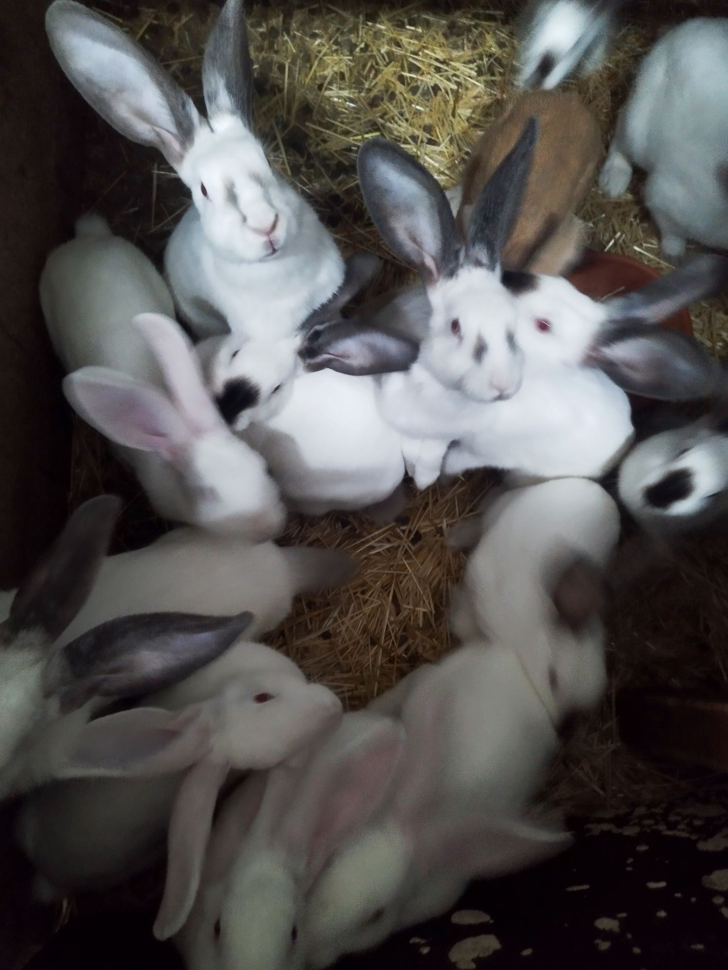 Coelhos caseiros