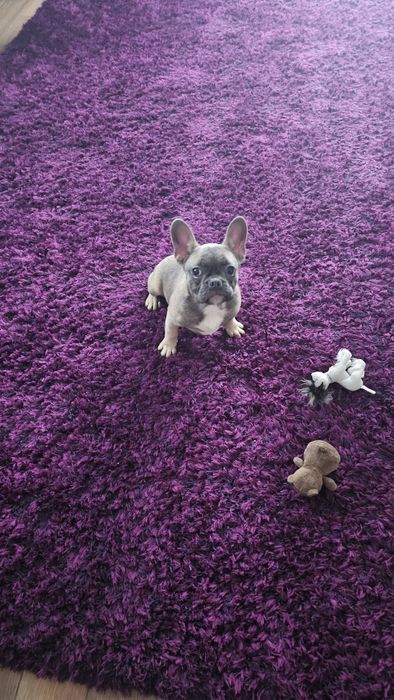 Piękny Buldog Francuski