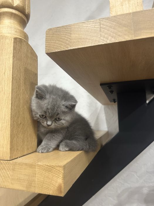 Прямовухий шотландець котик