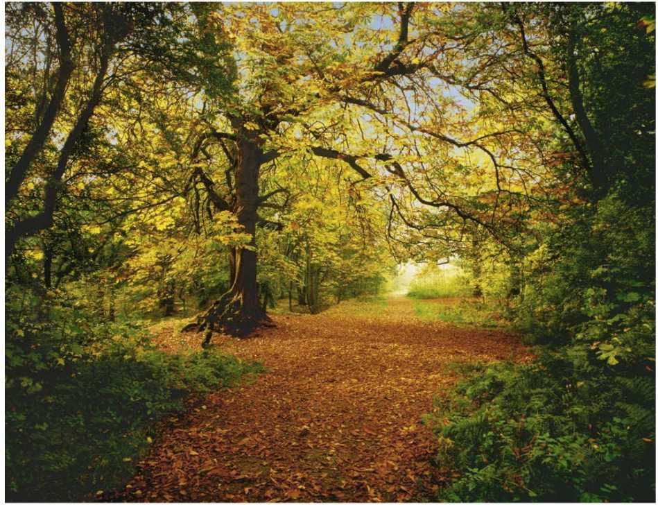 Fototapeta las drzewa natura jesień polana krajobraz 254x184
