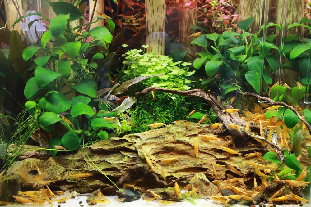 ANUBIAS NANA 3-4 liście