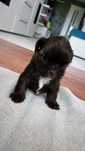 Ostatni piesek shih tzu czekoladowy