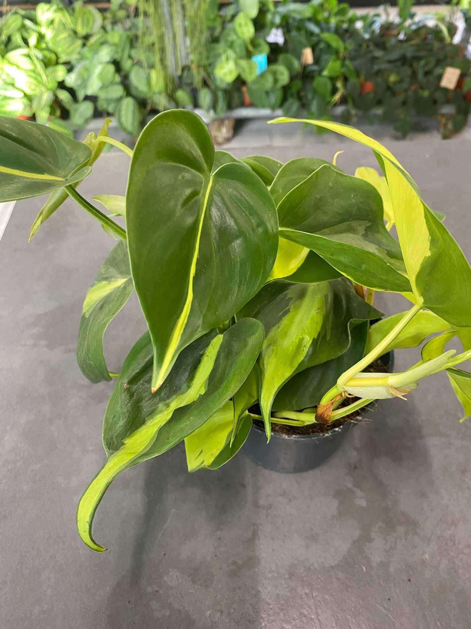 Philodendron Scandens Brasil Pięknie Wybarwiony Ogrzewacz w Cenie