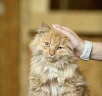 Ласковый котенок Леопольд, рыжий котик, чудесный кот, мальчик