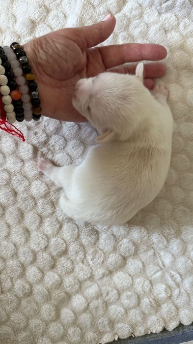 Chihuahua linda fêmea c/Lop