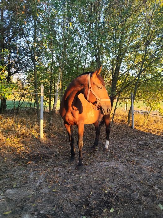 Sprzedam klacz wielkopolską/rekreacją/hodowla