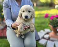 Golden Retriever szczeniak