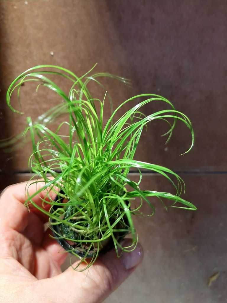 Cyperus helferi - koszyk