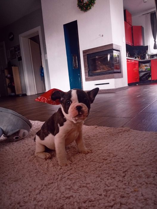 Buldog francuski piesek sliczny