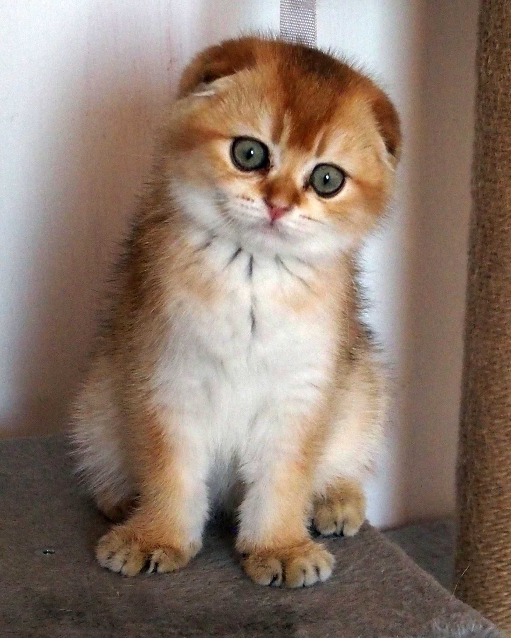 Kot Szkocki Zwisłouchy PZF WCF  , Scottish Fold Złota Szynszyla.
