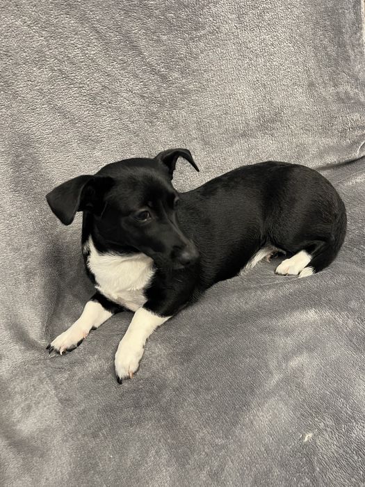 Dwie sunie do adopcji