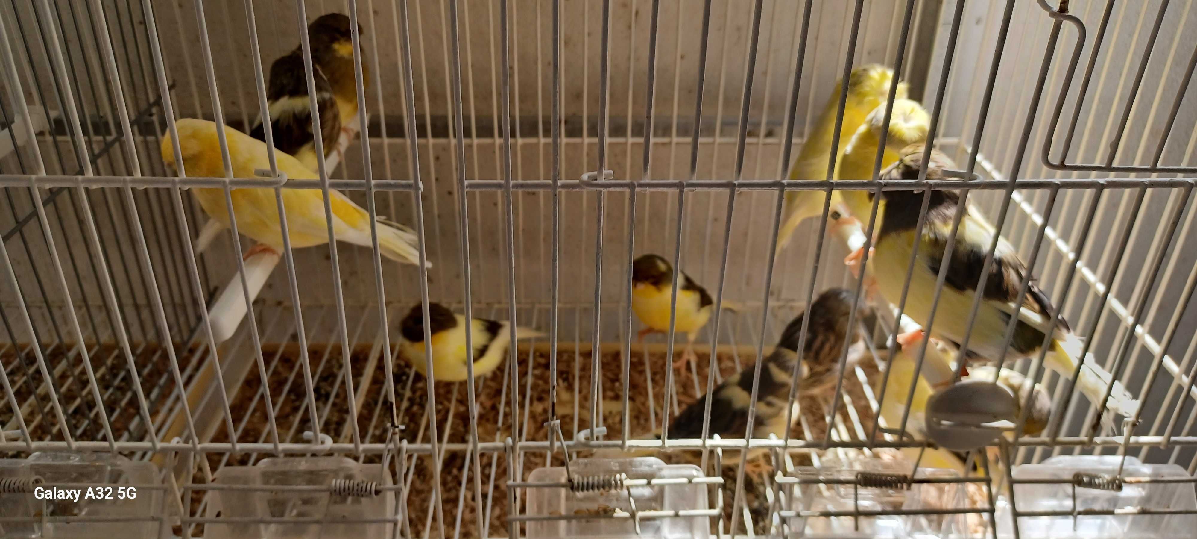 Canários Gloster