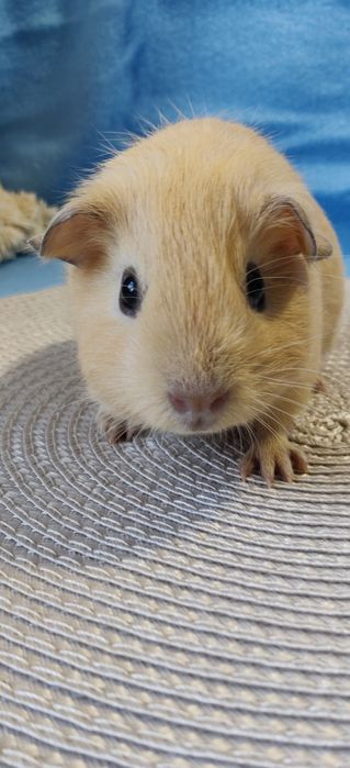 Морська свинка,селф крем